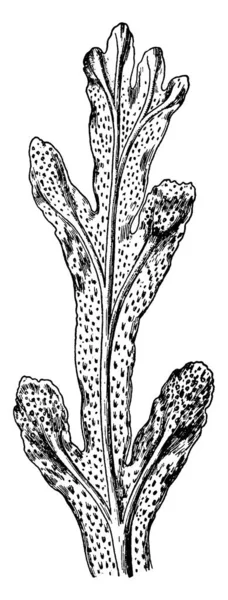 Typical Representation Part Thallus Rockweed Fucus Platycarpus Thallus Flattened Has — ストックベクタ