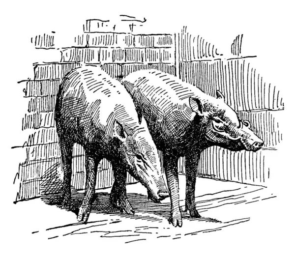 Animal Parecido Cerdo Con Colmillos Largos Que Crecen Hacia Arriba — Archivo Imágenes Vectoriales