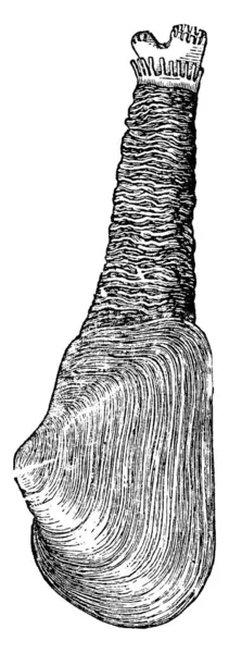 Mya Truncata Posizione Vita Una Specie Vongola Acqua Salata Commestibile — Vettoriale Stock