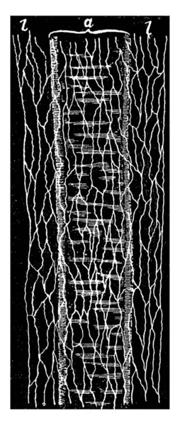 Oberflächenansicht Einer Arterie Aus Dem Mesentery Eines Frosches Unummantelt Einem — Stockvektor