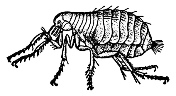 Une Image Agrandie Une Puce Dépourvue Ailes Généralement Brunes Dotée — Image vectorielle