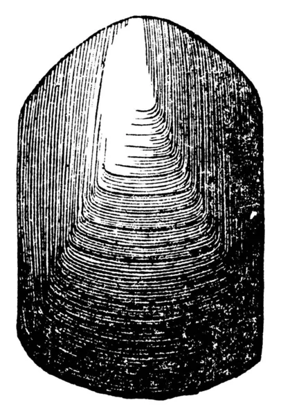 Brachiopods Phylum Brachiopoda Які Мають Тверду Оболонку Верхній Нижній Поверхнях — стоковий вектор