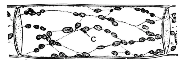 Нерозгалужені Філаментні Хлорофіти Кільцевими Або Циліндричними Клітинами Тут Зображено Клітину — стоковий вектор