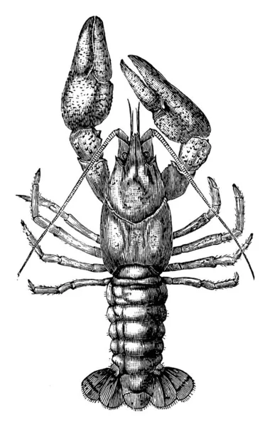 Les Arthropodes Les Écrevisses Eau Douce Ressemblent Petits Homards Respirent — Image vectorielle