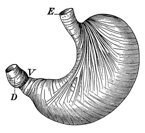 Stomach Showing Muscles Which Churn Food Parts Labelled Food Enters — Διανυσματικό Αρχείο
