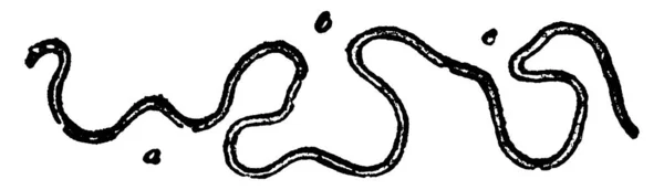 小さな小川 蛇行するコース Cの典型的な表現は ループ ヴィンテージラインの描画またはイラストを彫刻することです — ストックベクタ