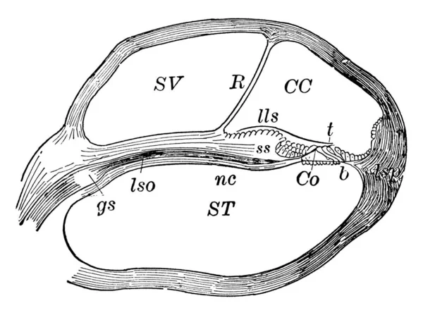 Sectie Van Een Spoel Van Cochlea Vergroot Met Drie Verschillende — Stockvector