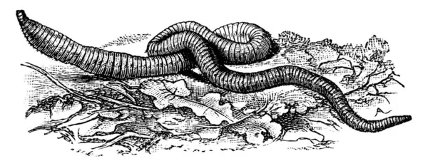 Een Buisvormige Gesegmenteerde Worm Phylum Annelida Algemeen Gevonden Bodem Voedend — Stockvector