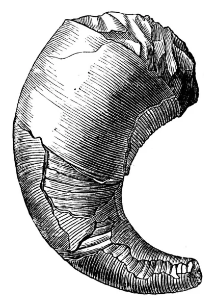 Orthoceras 두족류의 속이다 여기에 보이는 모양의 정형기 석회암 무치오니 수있고 — 스톡 벡터