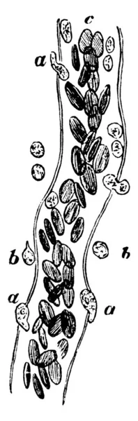 개구리의 장식물에서 커다란 모세관 등장하는데 Leucocyte 주를보여 일부는 라벨이 빈티지 — 스톡 벡터