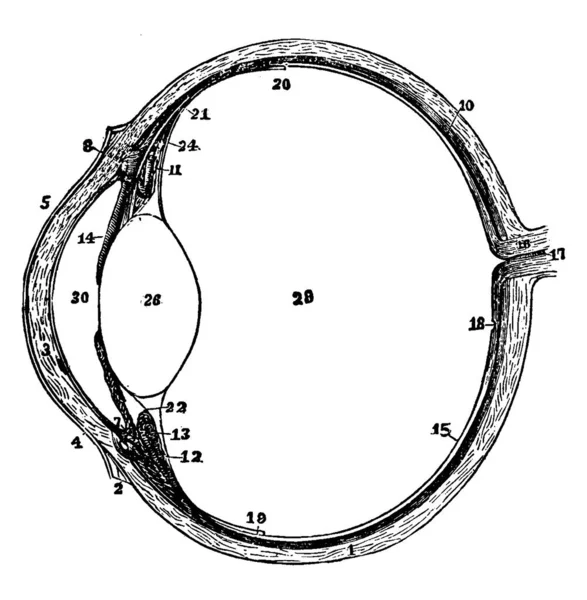 Globo Ocular Izquierdo Sección Horizontal Antes Espalda Dibujo Línea Vintage — Archivo Imágenes Vectoriales