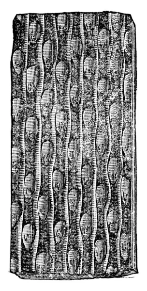 シギラリア Sigillaria 絶滅した有棘植物の一種で 樹木のような有棘植物である ここに示すのは シギラリア グロエゼリの樹皮で フォークトランク ヴィンテージラインの図面や彫刻のイラストがあります — ストックベクタ