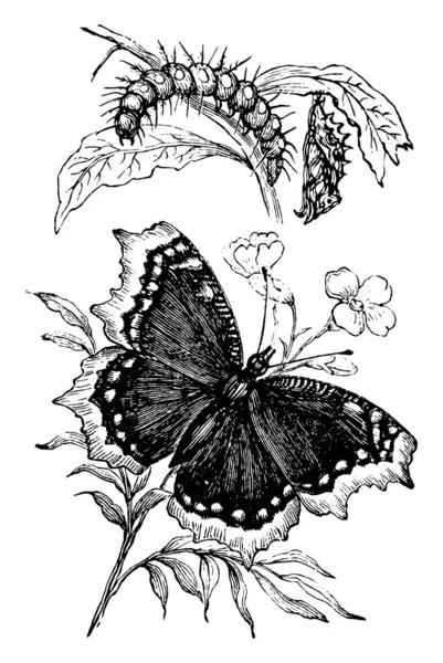 Butterflies Insects Macrolepidopteran Clade Shown Here Stages Butterfly Caterpillar Pupa — Stockvector