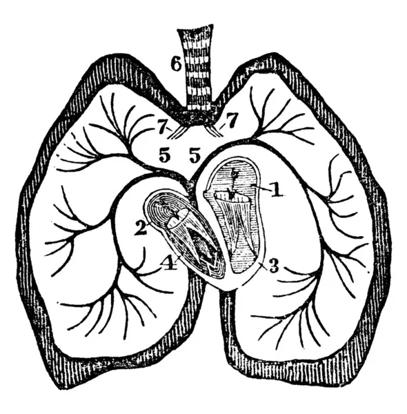 Diagramme Cœur Étiquettes Oreille Gauche Oreille Droite Ventricule Gauche Ventricule — Image vectorielle
