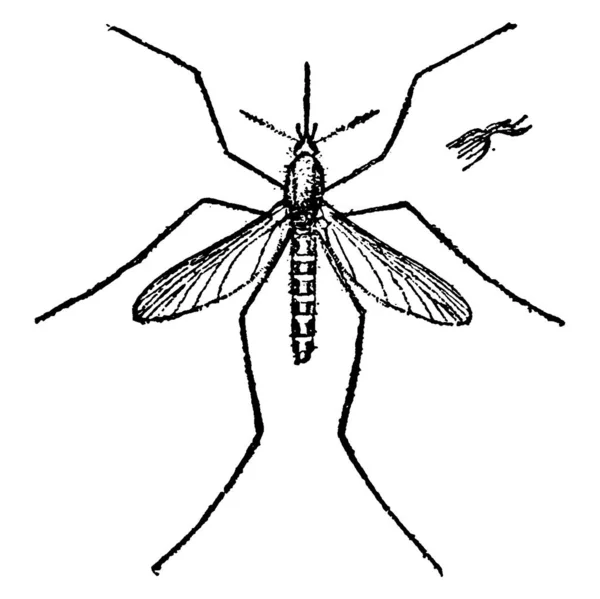 Mosquito Inofensivo Adulto Com Corpo Magro Segmentado Par Asas Três — Vetor de Stock