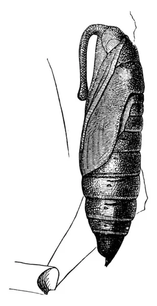 烟虫的蛹状身体呈椭圆形 末端逐渐变细 有明显的壳状物 覆盖前段 复古线条或雕刻插图 — 图库矢量图片