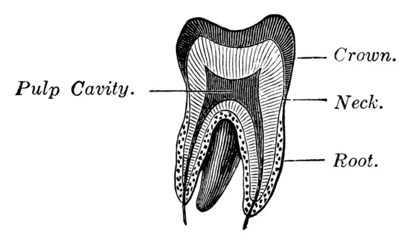 Sezione Verticale Molare Denti Molari Sono Grandi Denti Piatti Situati — Vettoriale Stock