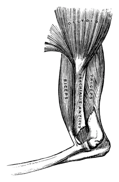 Svaly Paži Patří Deltový Sval Biceps Sval Triceps Sval Poblíž — Stockový vektor