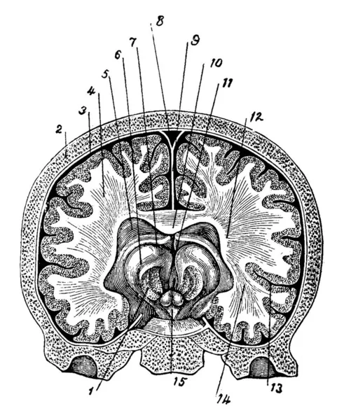 Brain Het Belangrijkste Orgaan Levende Organismen Met Inbegrip Van Gewervelde — Stockvector