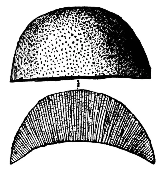 Montrant Diagramme Chaetetes Lycoperdon Est Forme Demi Cercle Est Pointillé — Image vectorielle