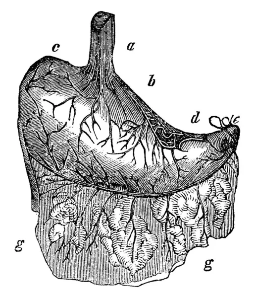 Estomac Humain Étiquettes Œsophage Œsophage Partie Cardiaque Extrémité Gauche Petite — Image vectorielle