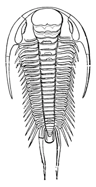 カンブリア時代の三葉虫 パラドキシス ボヘミクス 半円形の頭を持ち 無料の頬は長く 再帰的な背骨 ヴィンテージの線画や彫刻のイラストで終わる — ストックベクタ