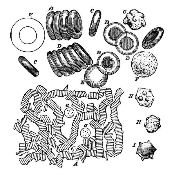 Corpuscles เซลล การวาดเส นเทจหร อแกะสล — ภาพเวกเตอร์สต็อก