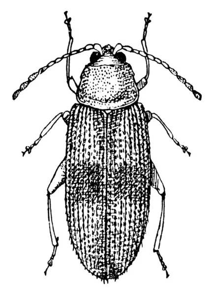 Brouci Tvoří Řád Coleoptera Přední Dvojice Jeho Křídel Jsou Zatvrzelé — Stockový vektor