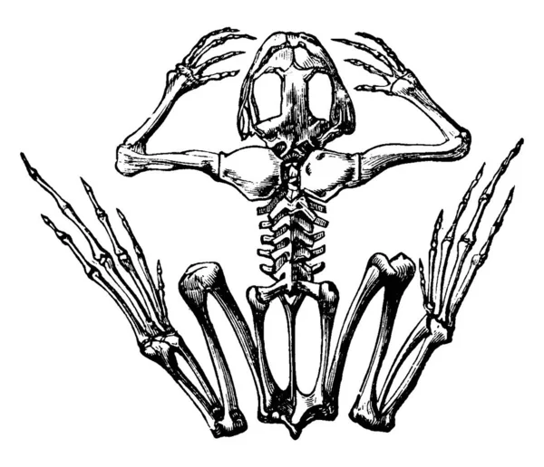 Skelettet Från Groda Grodor Köttätande Grupp Kortväxta Grodlösa Amfibier Ordningen — Stock vektor