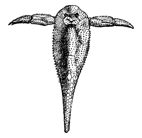 ペチコデス Pterichthyode デボン紀の魚種で スコットランドで発見された化石である ここに示すのは Pterichthys Milleri ヴィンテージライン図面や彫刻イラストです — ストックベクタ