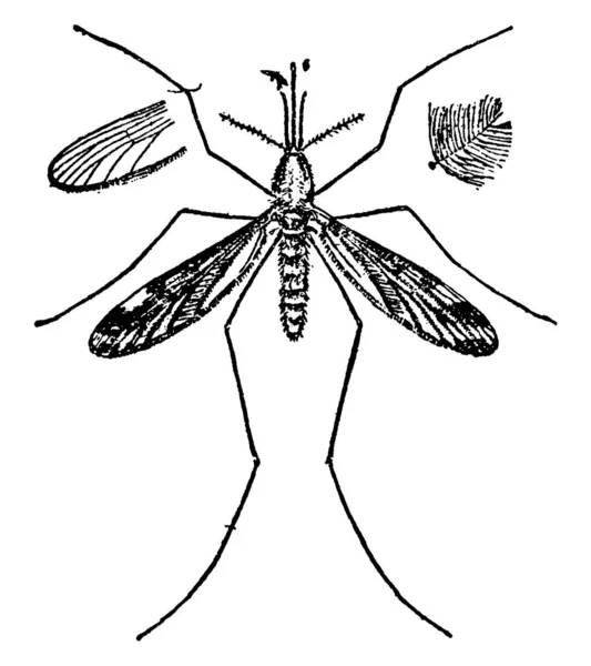 痩せっぽちのセグメント化された体を持つ大人無害な蚊 翼のペア 長い髪のような脚の3つのペア 羽のアンテナ および細長い口部分 ヴィンテージライン図面や彫刻イラスト — ストックベクタ