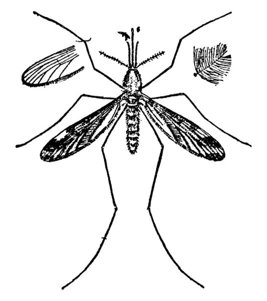 Mosquito Adulto Inofensivo Con Cuerpo Delgado Segmentado Par Alas Tres — Vector de stock