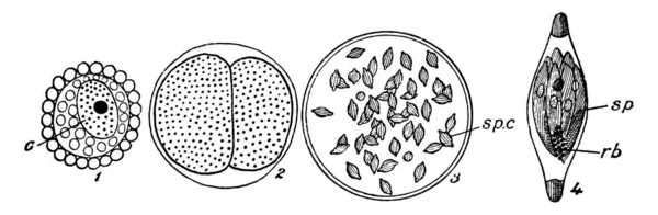 Étiquettes Jeune Gregarine Couchée Dans Une Cellule Mère Spermatozoïdes Vers — Image vectorielle