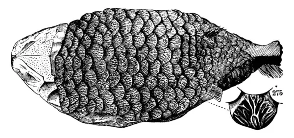Ganoid Balığının Resmi Kadim Bir Balık Balığın Kafa Derisini Gösteriyor — Stok Vektör