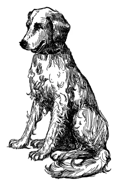 Golden Retriever Sentado Mostrando Perro Tres Imágenes Diferentes Muestra Dag — Archivo Imágenes Vectoriales