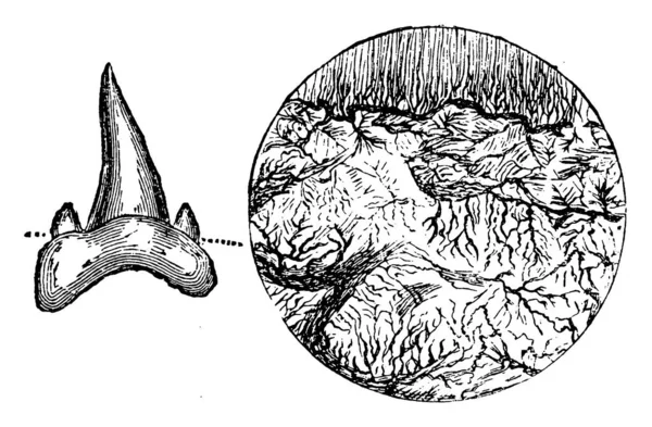 Représentation Typique Une Section Fossile Poisson Olitique Dent Magnifiée Forme — Image vectorielle