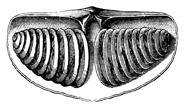 Interior Válvula Dorsal Spirifer Striatus Mostrando Tres Imágenes Braquiópodo Ella — Vector de stock