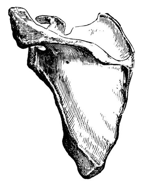 肩甲骨や肩の刃は 上腕骨と鎖骨 ヴィンテージライン図面や彫刻イラストを接続する骨です — ストックベクタ
