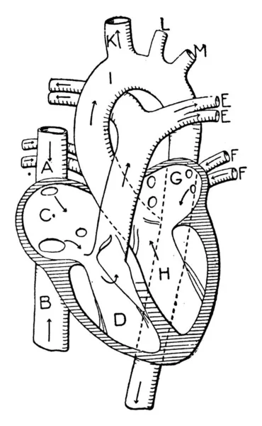 Corazón Vasos Sanguíneos Venas Superiores Inferiores Cavas Aurícula Derecha Ventrículo — Archivo Imágenes Vectoriales