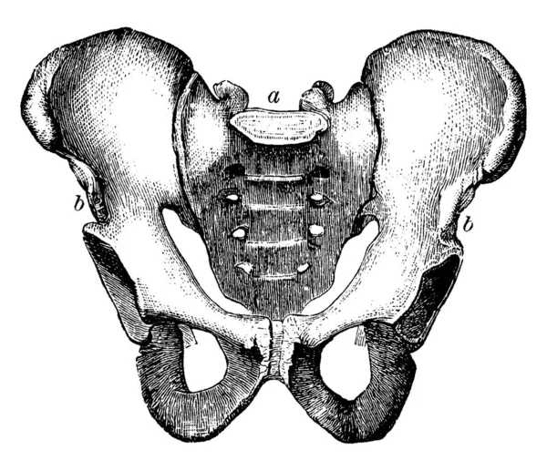 Una Representación Típica Pelvis Con Las Partes Etiquetadas Sacro Innominado — Vector de stock