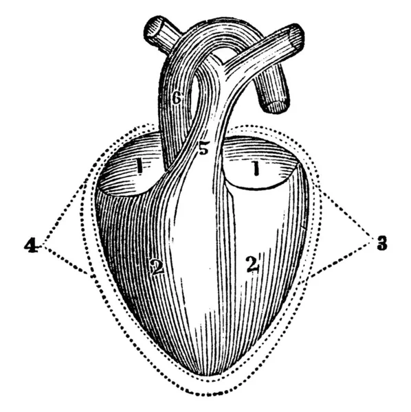 Diagrama Del Corazón Etiquetas Aurícula Derecha Izquierda Ventrículo Derecho Izquierdo — Vector de stock