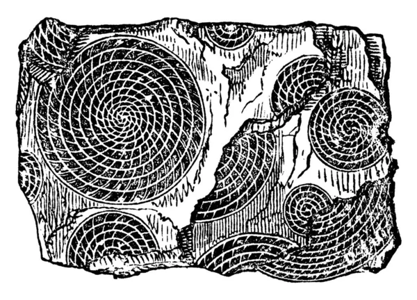 数控石灰石 大的镜面化石 有许多线圈 被隔板细分为小室 有硬壳 老式线条画或雕刻图解 — 图库矢量图片