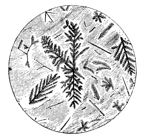 Мікроскопічна Секція Пічстона Показує Дендричні Кристали Кристал Який Розвивається Типовою — стоковий вектор