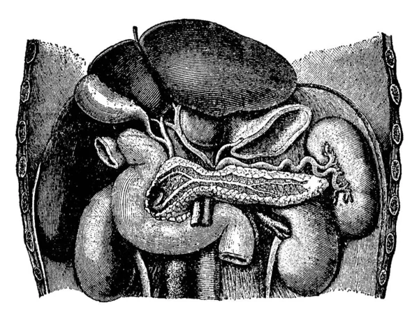 Figura Estrutura Interna Dos Órgãos Abdominais Contém Todos Órgãos Digestivos —  Vetores de Stock