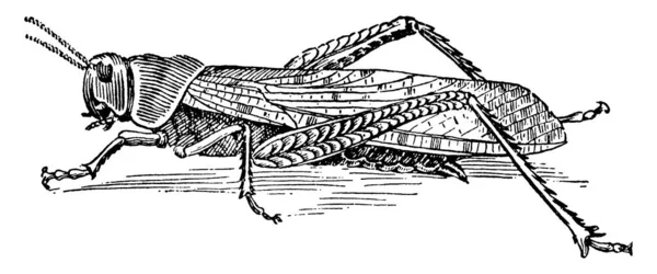 Cavalletta Insetto Che Usa Sue Grandi Zampe Posteriori Saltare Alto — Vettoriale Stock