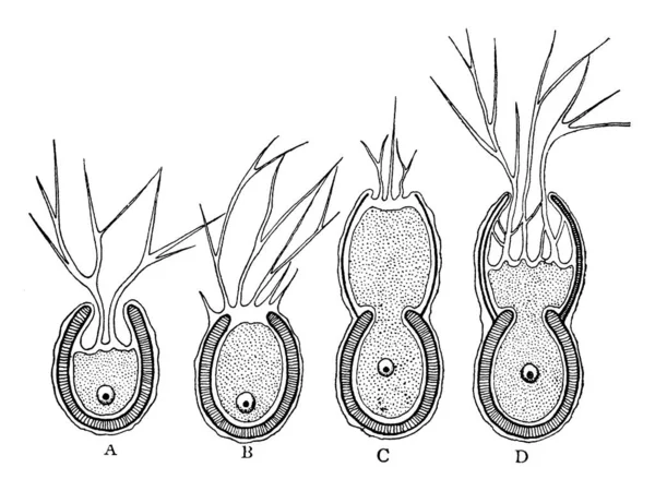 Representa Pseudopodio Salida Recinto Cáscara Por Una Fina Capa Protoplasma — Vector de stock