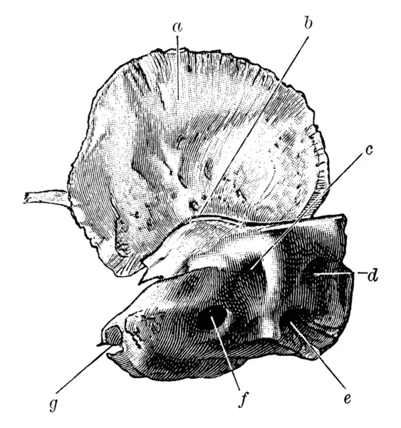 Agit Structure Crâne Situé Chaque Côté Ainsi Que Base Crâne — Image vectorielle