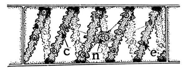 这类物种是自由漂浮的绿藻 这里显示的是 斯皮罗吉拉细胞 螺旋叶绿体在C 核在N 吡啶在E 复古线条画或雕刻插图 — 图库矢量图片