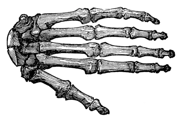 手骨Bones Hand 在三幅图像中展示人体骨骼的手 古老的线条画或雕刻 — 图库矢量图片