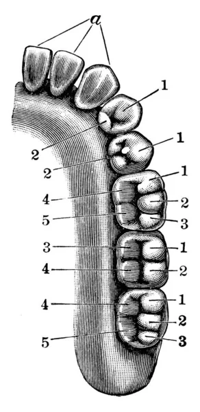 Mandíbula Inferior Com Diferentes Tipos Dentes Desenho Linha Vintage Gravura — Vetor de Stock